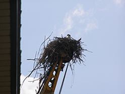 Picture of Osprey Nest
